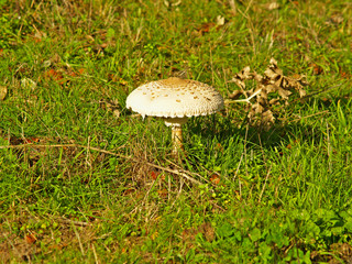 Pleurotus - Edible mushroom on the grass