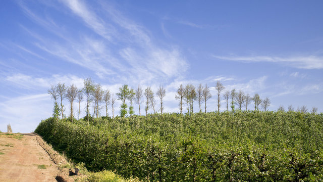 Pear Plantation against Blue Sky