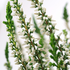 Calluna vulgaris Helena