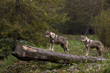 intrigue chez les loups