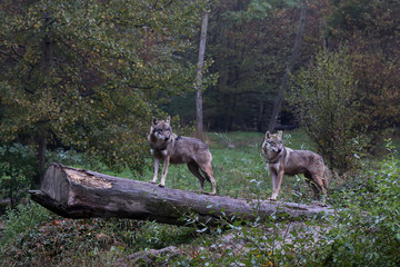 les loups alpha
