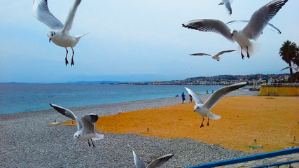 Seagulls in flight hovering over the sea. Coast of Nice, Cote d'Azur, France