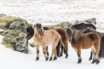 Brown shaggy Icelandic horses in winter. Iceland.