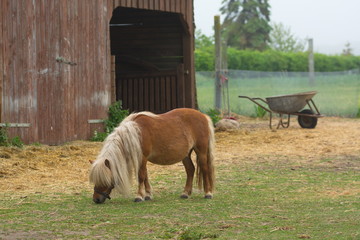 Shetland Pony beim fressen
