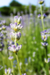 Lavender fields in Prince Edward County