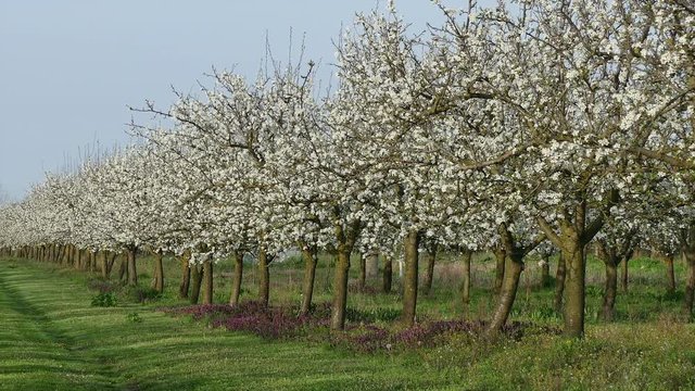 Agriculture, beautiful blosoming plum fruit  trees in orchard
