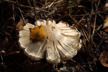 Inedible mushroom in the September forest