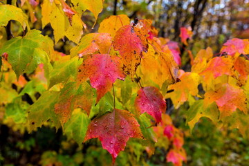 Autumn beginning to take affect on cottage country in the Quebec north. Trees turning blood red before the winter onslaught.