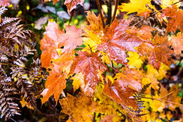 Autumn beginning to take affect on cottage country in the Quebec north. Trees turning blood red before the winter onslaught.