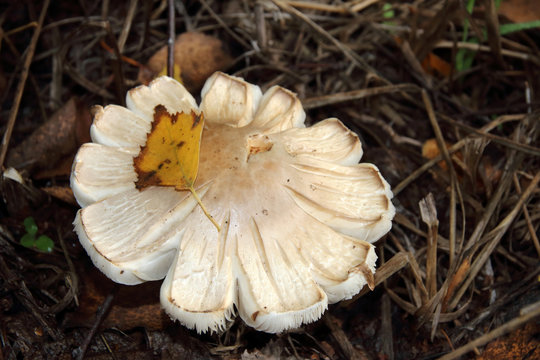 Inedible mushroom in the September forest