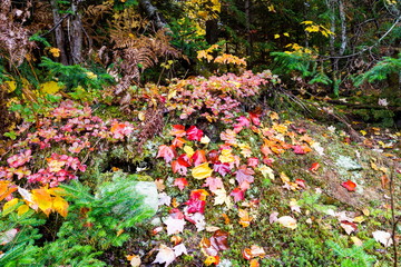 Autumn beginning to take affect on cottage country in the Quebec north. Trees turning blood red before the winter onslaught.