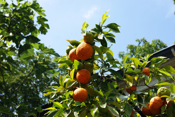 Ripe mandarins on a tree