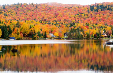 Obraz premium Autumn beginning to take affect on cottage country in the Quebec north. Trees turning blood red before the winter onslaught.
