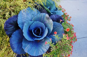Decorative blue cabbage in a flower planter in the fall