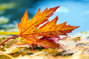 Autumn leaves in autumn colors and lights. Rainy autumn weather. Fallen autumn leaves in water and rainy weather. Autumn colors.  Fall.