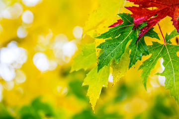 Autumn leaves in autumn colors and lights. Rainy autumn weather. Fallen autumn leaves in water and rainy weather. Autumn colors.  Fall.