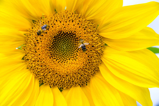 two bees collect nectar from a flower of a sunflower 
