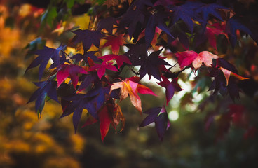Autumnal leaves, dark and rich colored on a tree branch