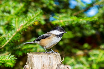 Black Capped Chickadee perched on a post. Autumn beginning to take affect on cottage country in the Quebec north. Trees turning blood red before the winter onslaught.