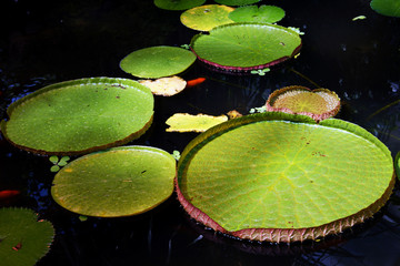 Leaves of water lily on the water surface