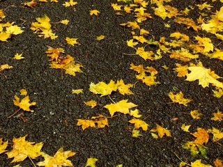 Fallen yellow leaves on asphalt walkway in park during autumn