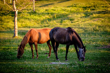 Fototapeta premium Two horses, two colors