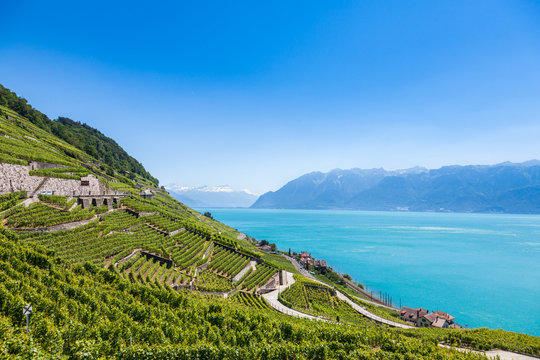 Vineyards in Lavaux region - Terrasses de Lavaux terraces, Switz