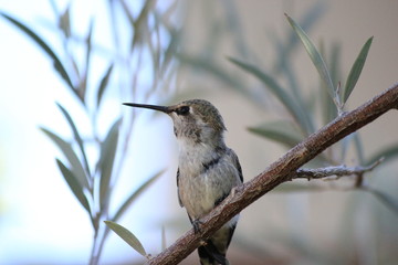 Hummingbird