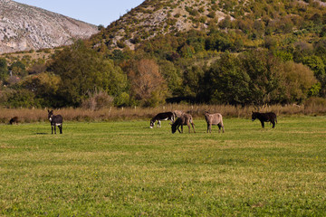 Esel auf Weide, im Urlaub