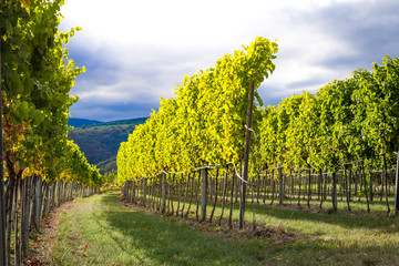 Naklejka premium Sunset over vineyard rows ready for harvest