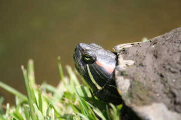 Turtle
