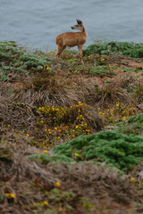 Naklejka na ściany i meble Deer | Point Reyes