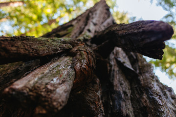 Fototapeta premium Sequoia Cortex | Avenue of Giants