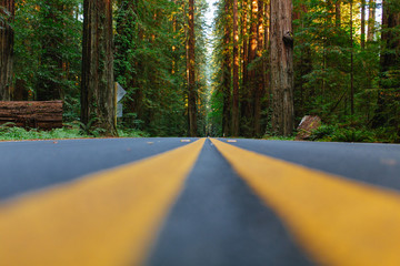 The Road  Avenue Giants