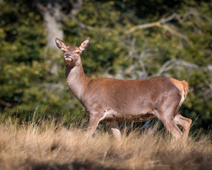 Female red deer standing and looking at camera