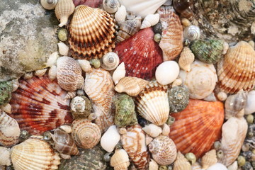 Panels made of various shells, beads of various shells