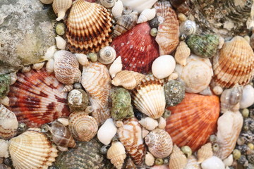 Panels made of various shells, beads of various shells