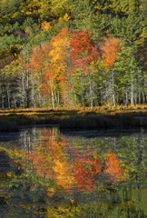Fall foliage reflected in water at Quincy Bog.
