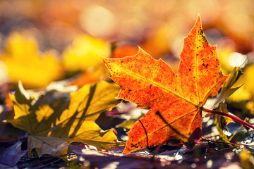 Autumn colors. Autumn leaves in autumn colors and lights.