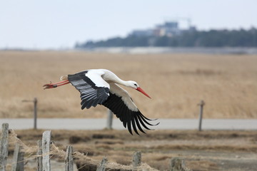 flying stork in Schleswig-Holstein