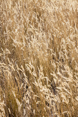 Golden Prairie Grass