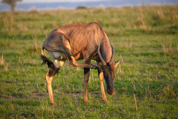 Tope antelope scratching ear while standing on the plains of Kenya's Masai Mara