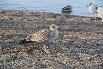 Young seagull on the beach