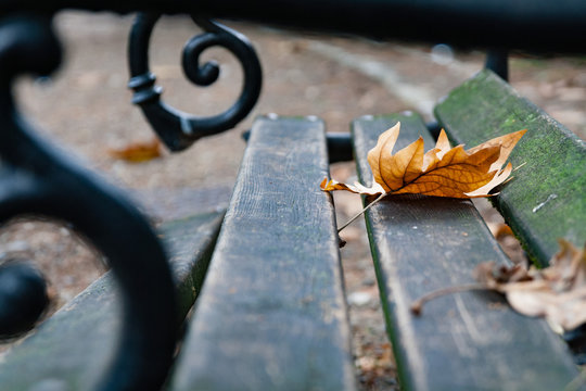 Leaf In Autum