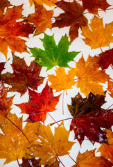 Multi-colored maple leaves lie on a white background.
