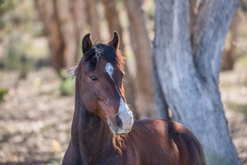 Horse in Sutherland