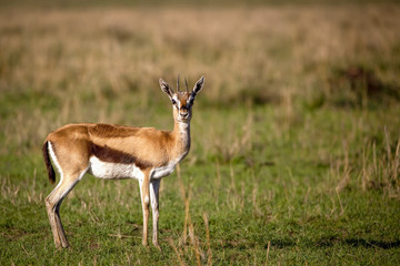 Naklejka na ściany i meble Diminutive Thompson's gazelle staring at viewer on the savanna in Kenya's Masai Mara national park