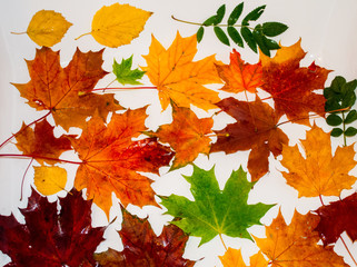 Naklejka na ściany i meble Multi-colored maple leaves lie on a white background. 