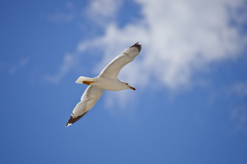 White seagull on blue sky