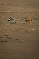 Long-billed curlew | Morro Bay